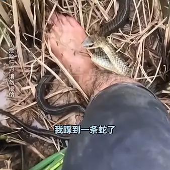 被一条蛇咬了之后的小说被一条蛇C到崩溃-第2张图片