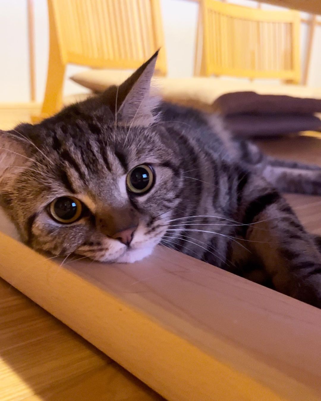 3d猫咪图片大全3D猫，神秘世界的萌宠