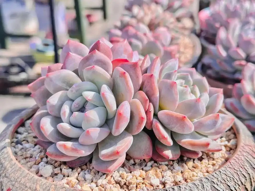 关于1V3多肉植物的探索与养护-第2张图片