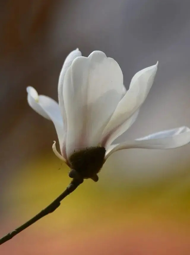 樱花女神樱花女神，春日之约