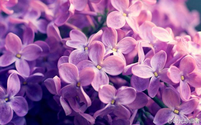 播放樱花草樱花草WWW日本在线观看