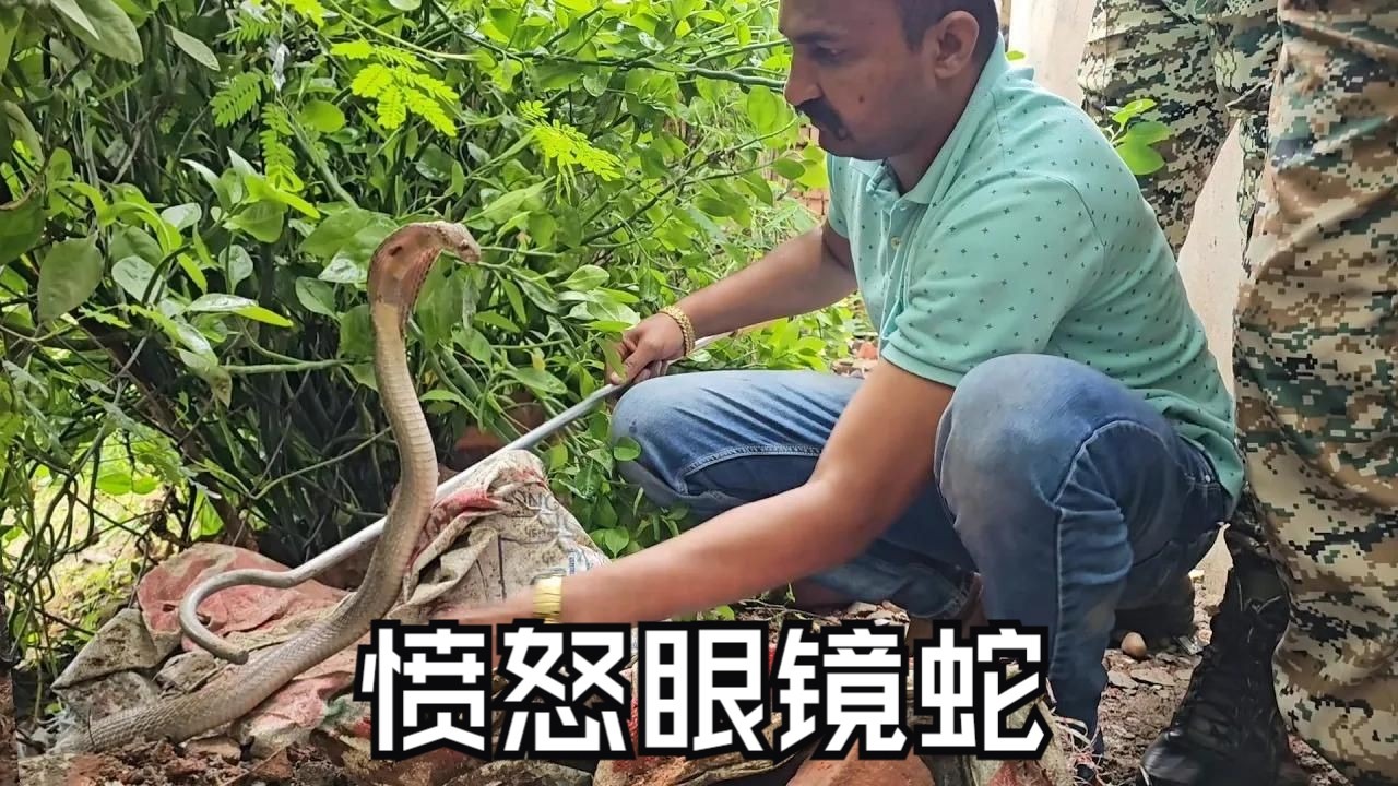 被一条蛇做到崩溃了怎么办被一条蛇做到崩溃