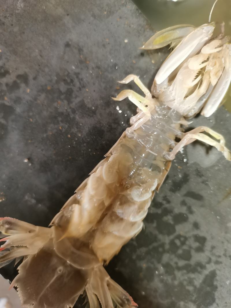 尿在肚子里不能流出来肉