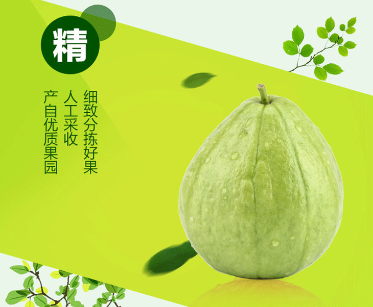 关于性宝福芭乐、向日葵鸭脖小猪下载的全面介绍