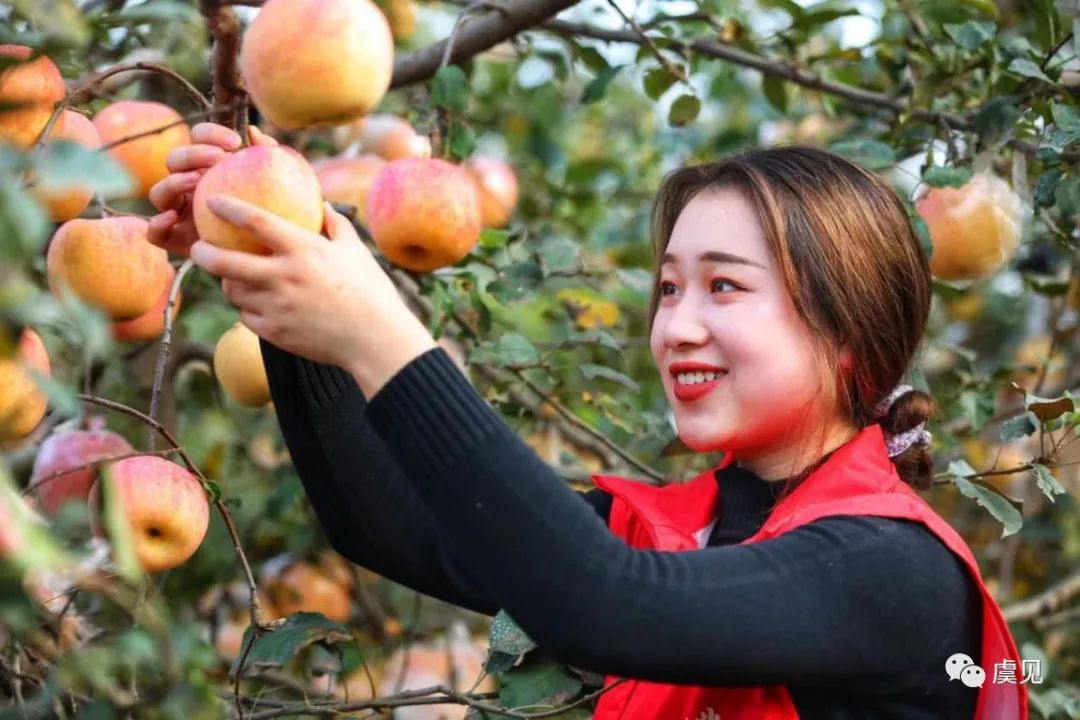老狼二区忘忧草欢迎您——大豆之乡-第2张图片