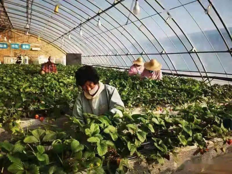 草莓视app下载安装72草莓视APP下载安装指南