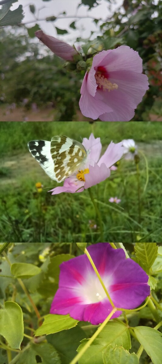 花蝴蝶2019直播花蝴蝶2019直播盛典，绚烂花海中的奇妙之旅