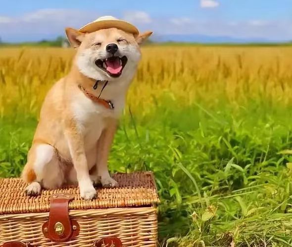 开心荣耀，生活中的双重喜悦