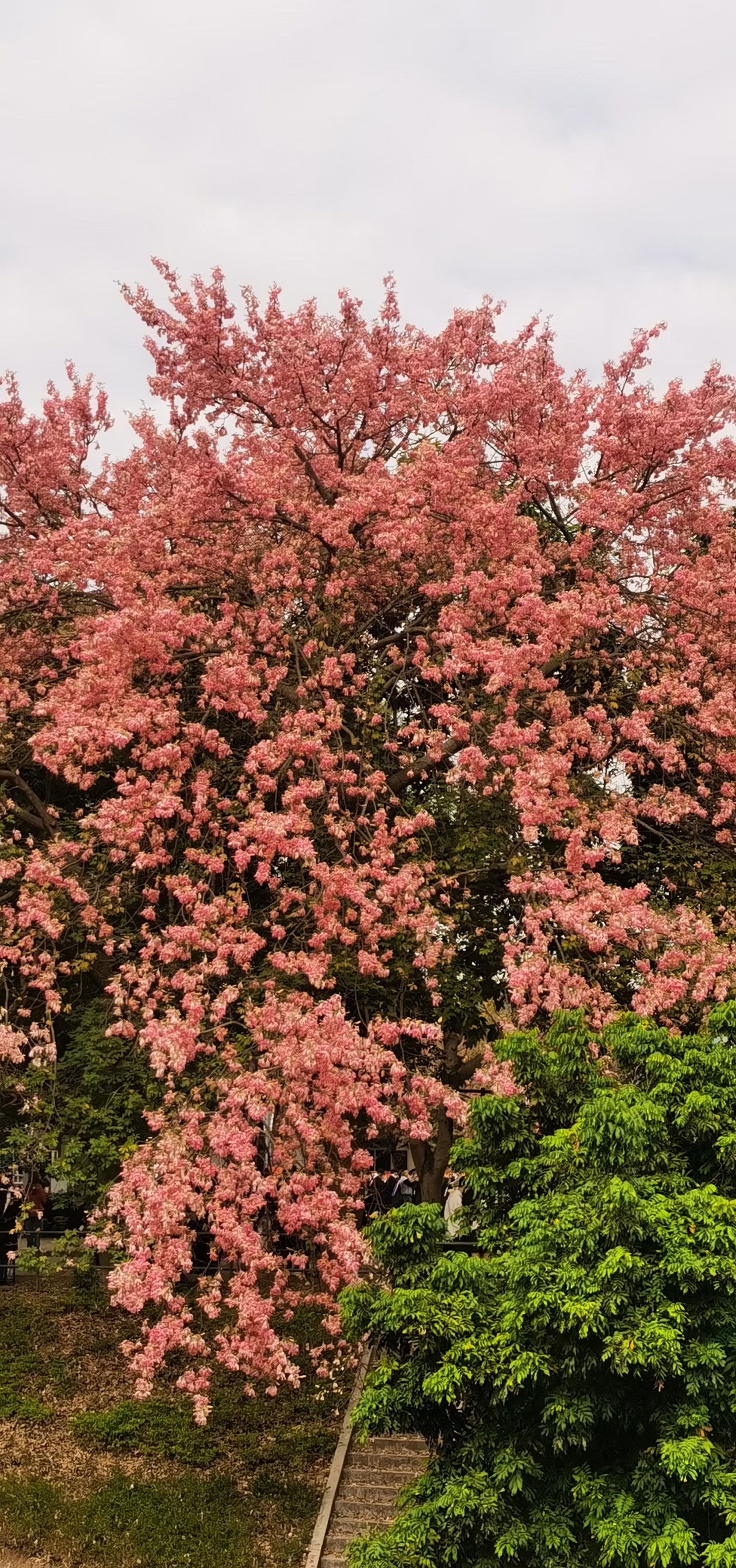 花季传媒黄老版本下载花季传媒黄老版本，青春的印记与传承-第2张图片