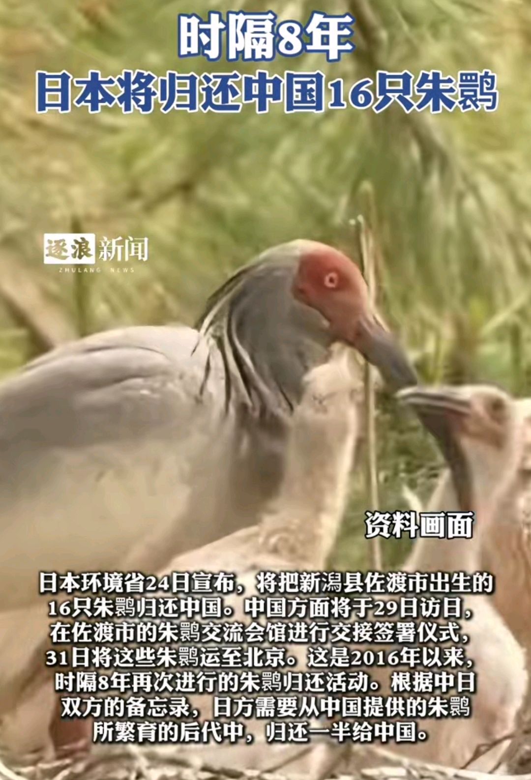 日本欧美在线高清，文化交融的新篇章