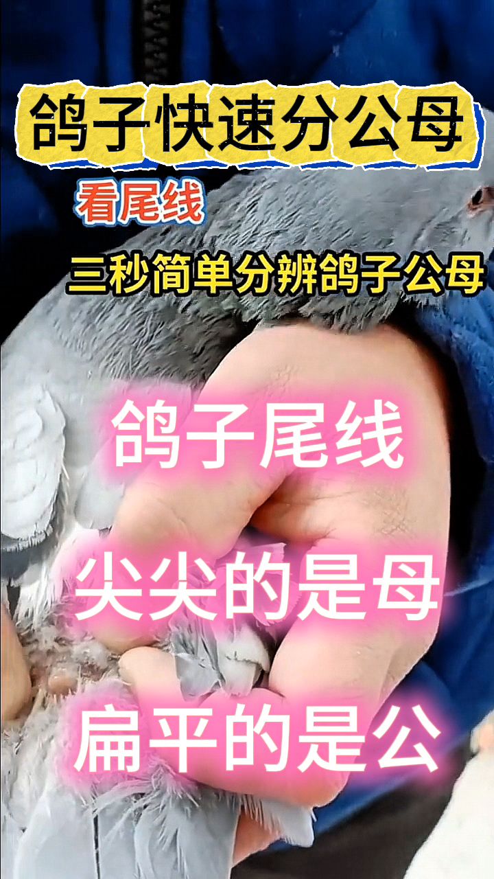 为什么鸽子走路点头为什么鸽子走路点头