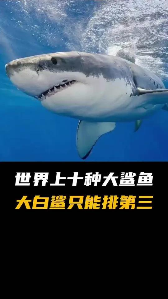 万能鲨鱼万能鲨鱼，海洋之霸