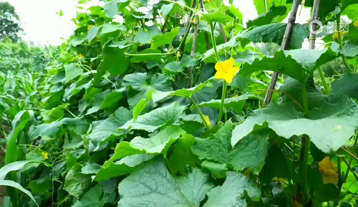 绿色视频在线观看免费绿色视频在线观看免费文章
