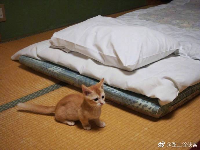 岛国撸片，探索与诱惑