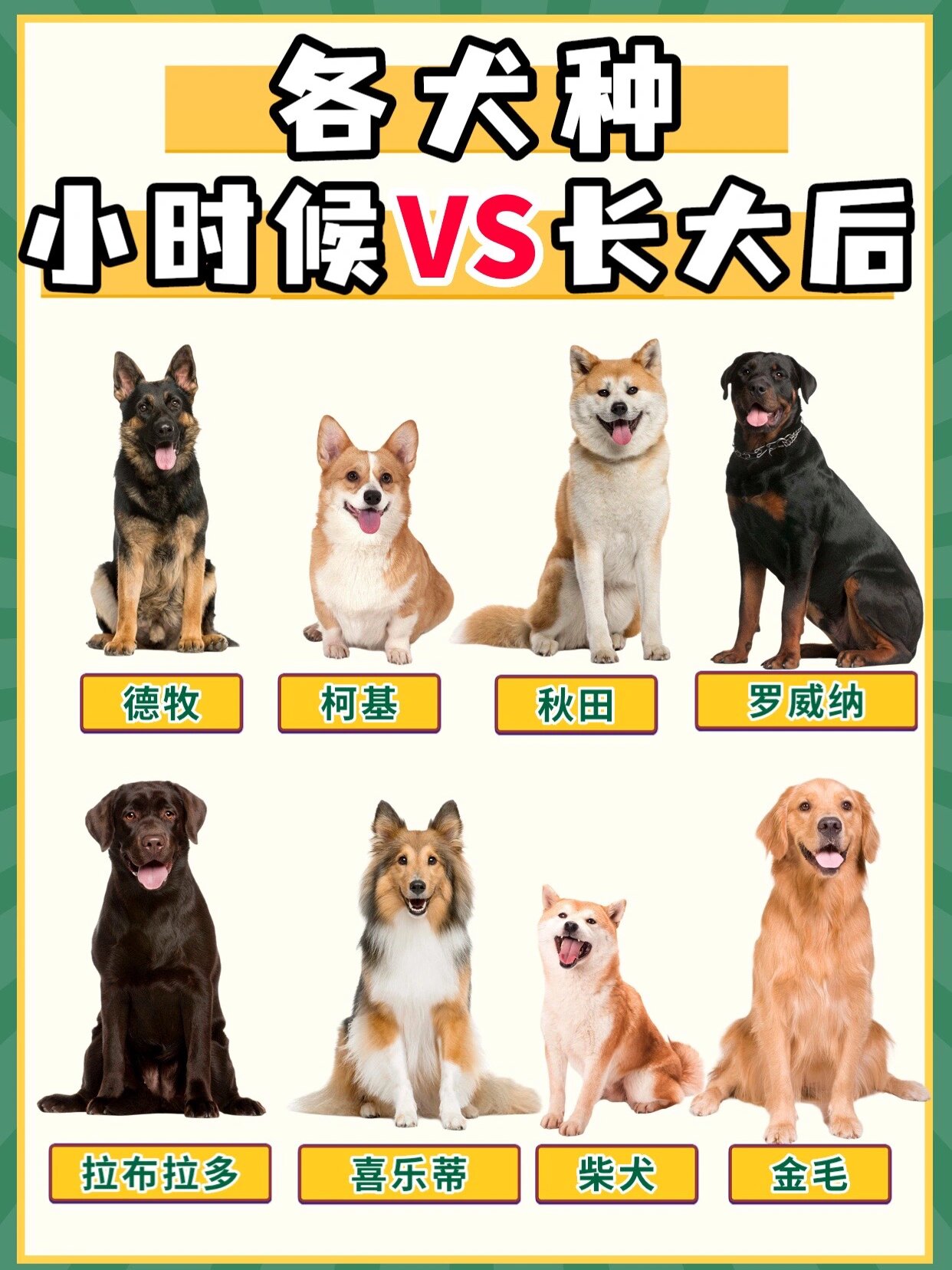 狗狗的那个大还是男人那个东西大狗的东西比男朋友还大-第2张图片