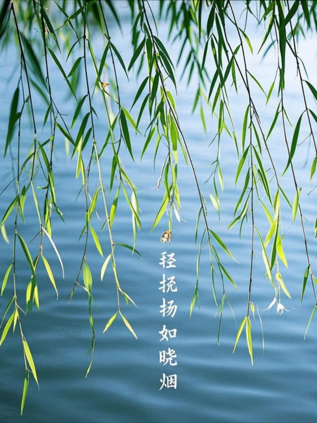 白玉河边双插柳枝发清河万万家白玉河边双插柳枝发清河万万家-第2张图片