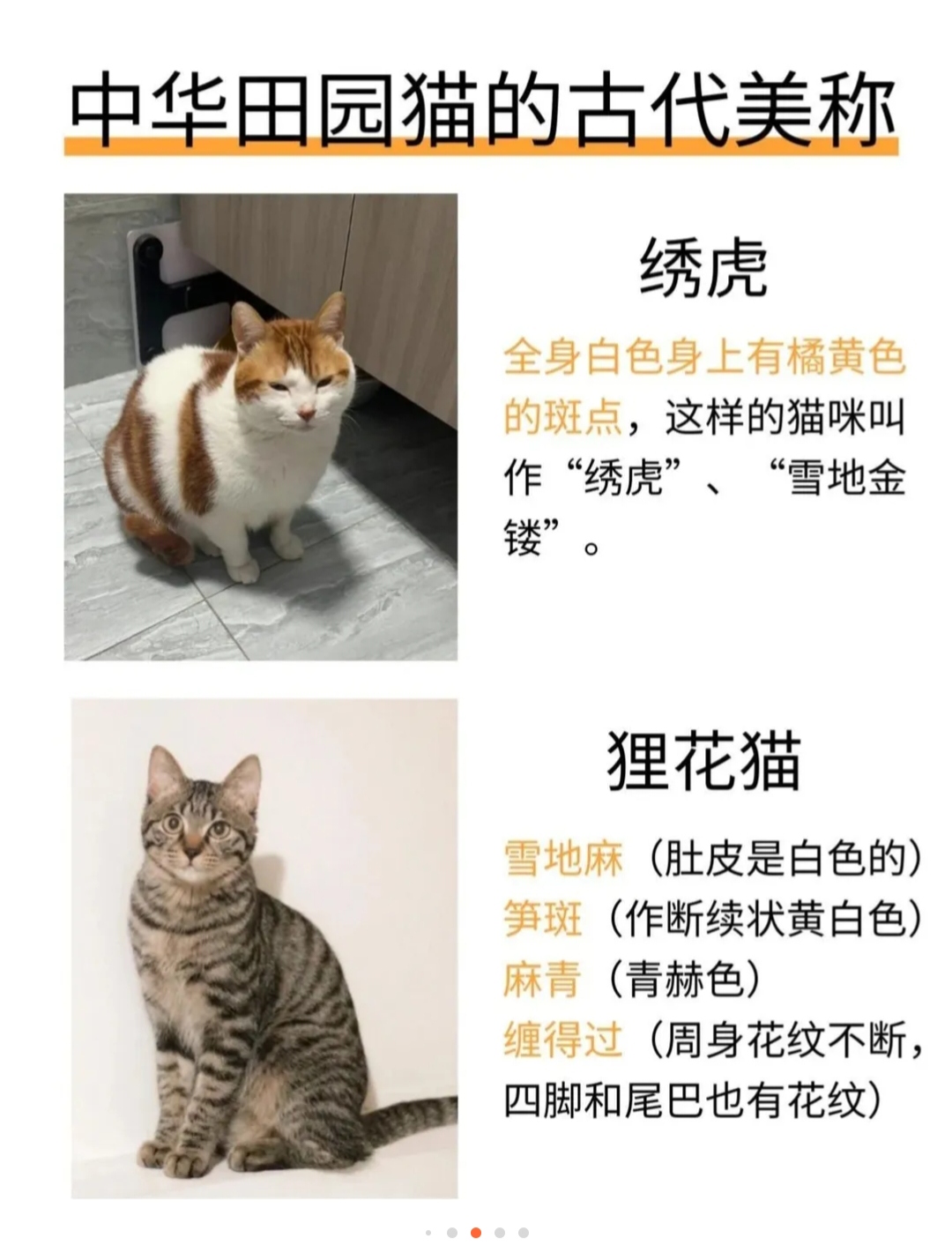猫咪最新永久地域网名是什么xx9，探索未来的无限可能