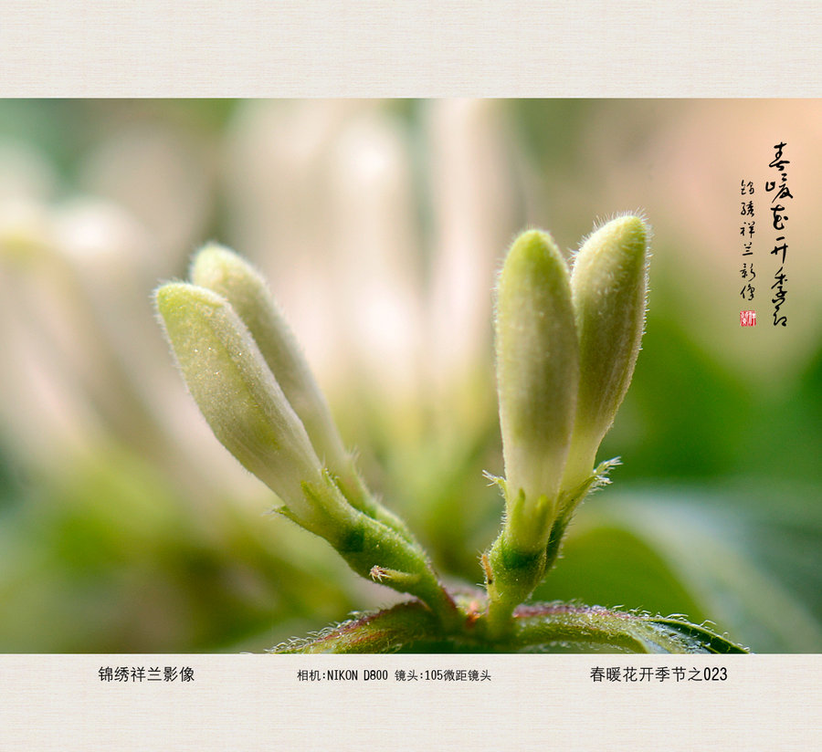 花开春暖txt新浪花开春暖，新浪上的温馨故事