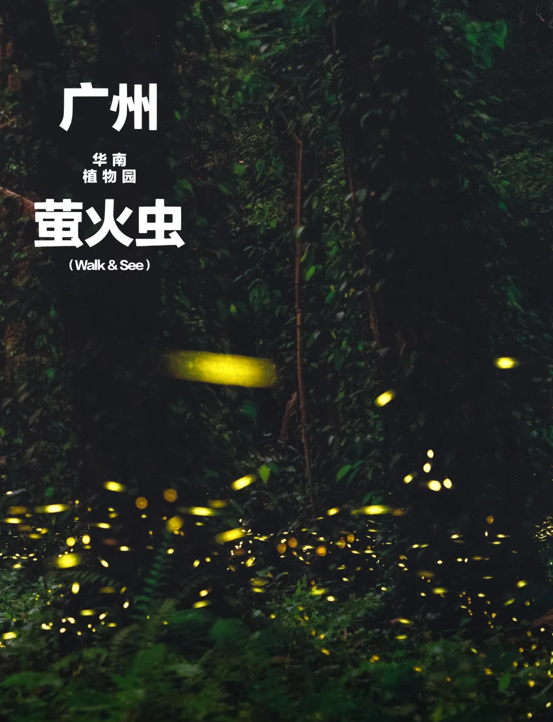 广州萤火虫，城市的夜之精灵