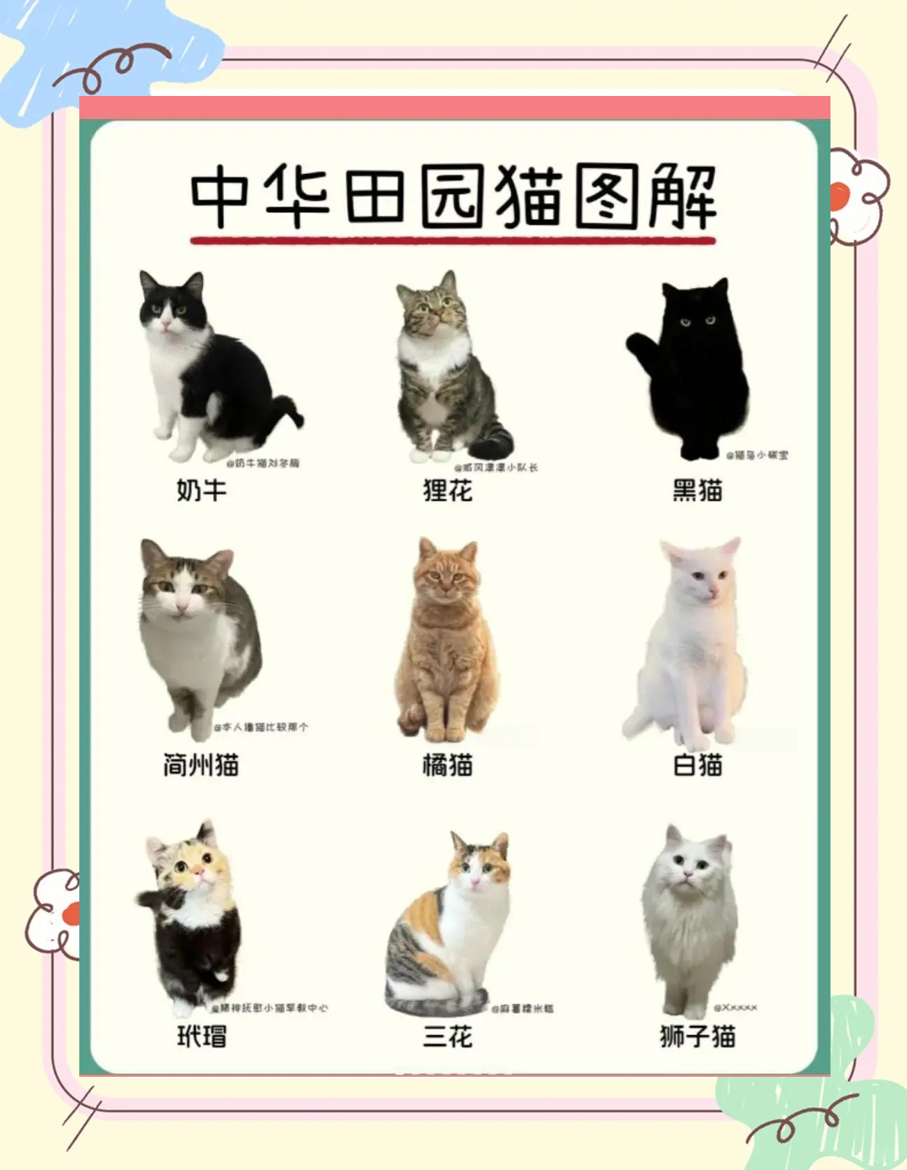 猫咪最新地域网名3336pt3猫咪最新地域网名3336-第2张图片