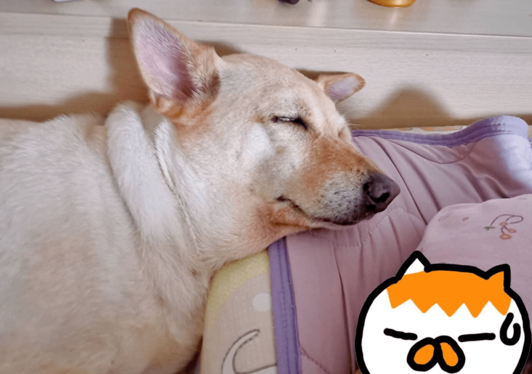 做暧嗳XO小视频免费攻略
