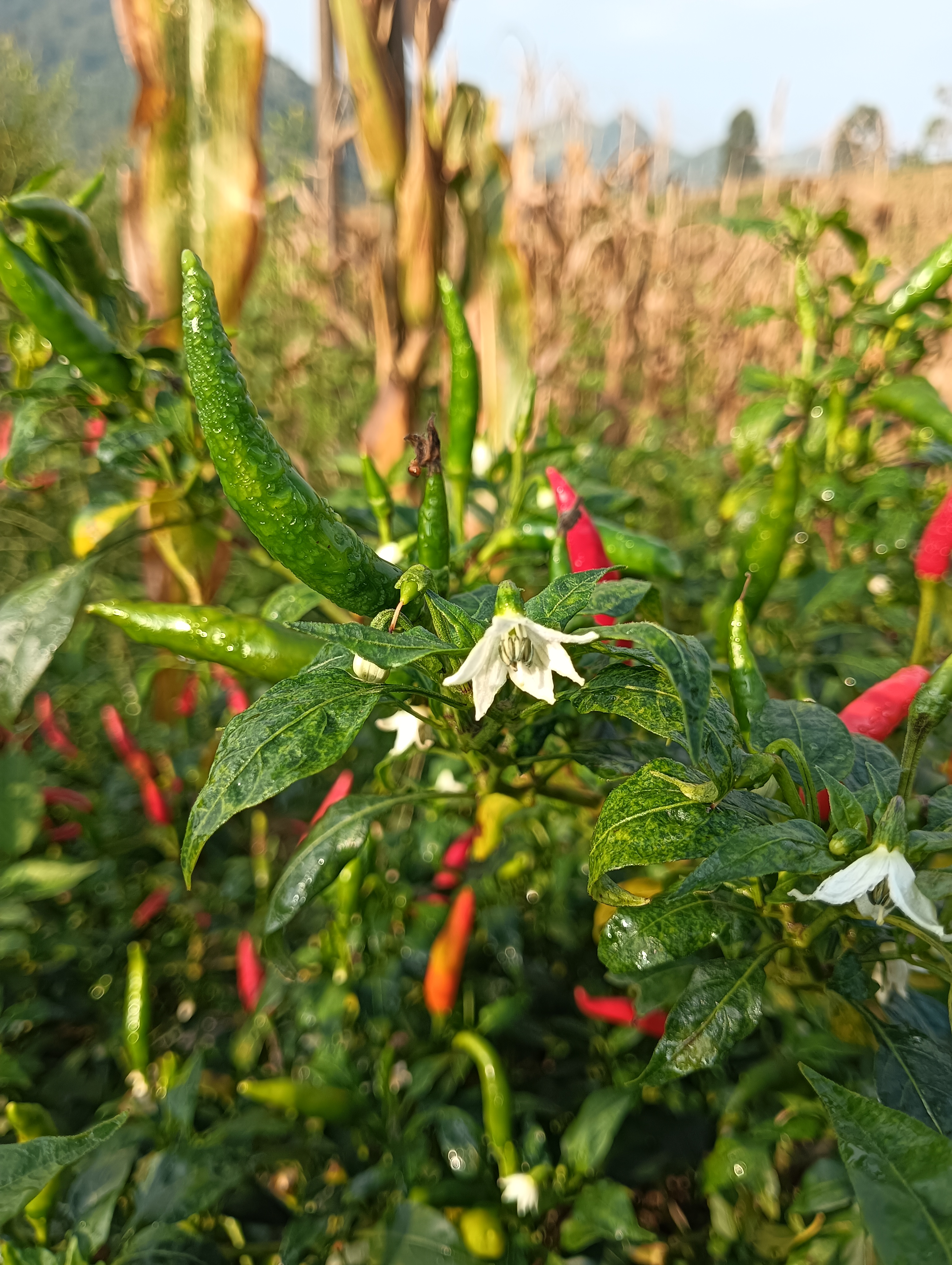 大婶的肥沃的土地有多少字大婶的肥沃土地-第2张图片