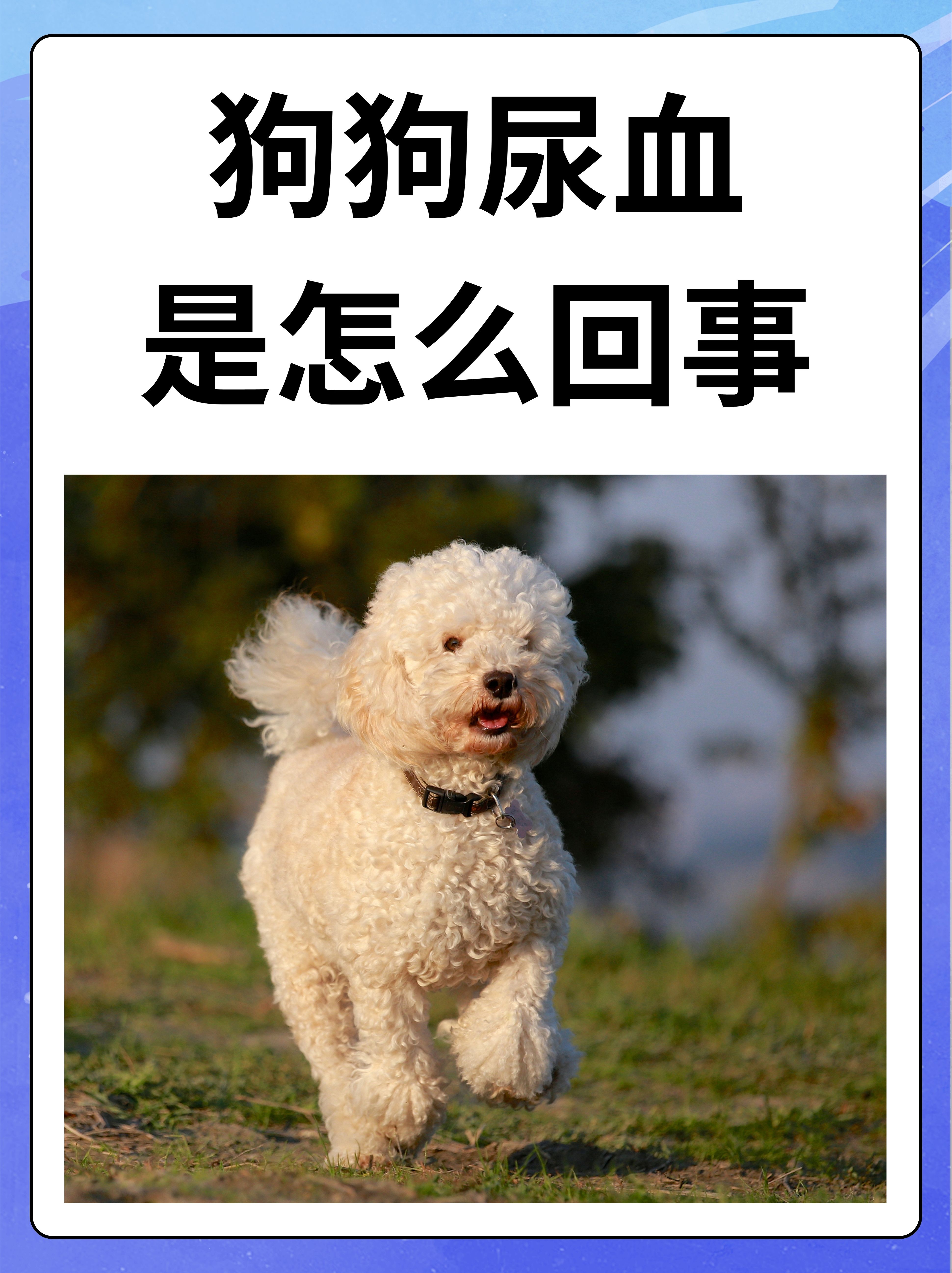狗狗的东西又硬又烫怎么回事狗狗的东西又硬又烫，让人烦恼不已