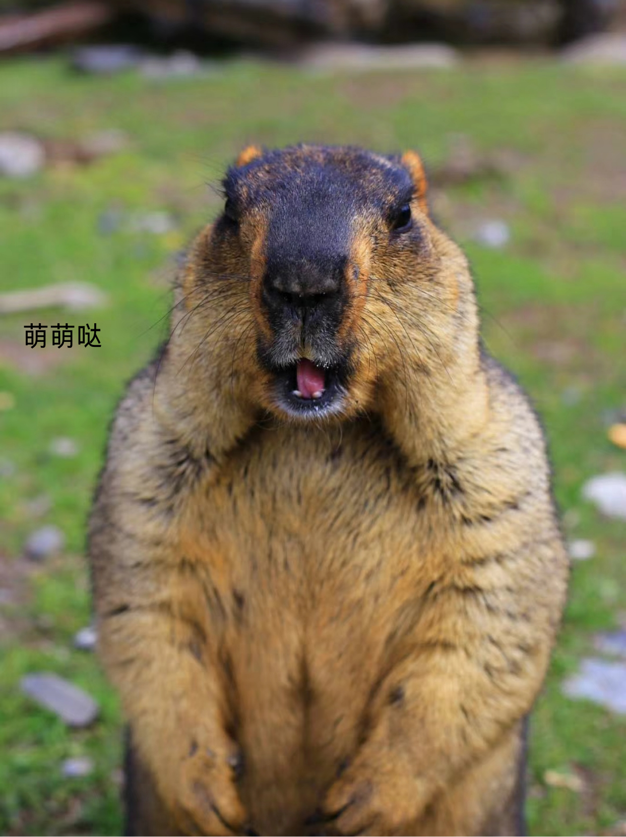 肥大丰满是什么动物丰满肥女巨肥BBww图片