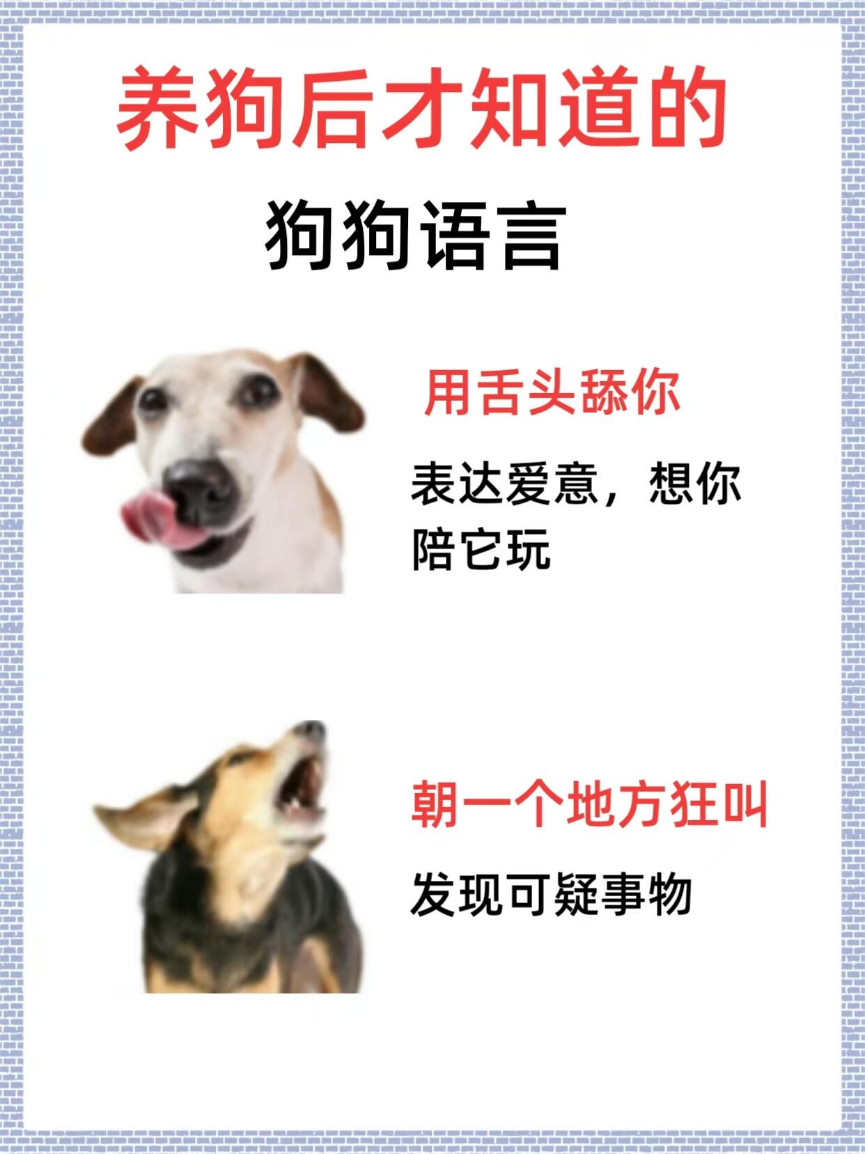 字母圈给主人当狗的规矩:滴滴司机的视角字母圈规矩，主人与字母犬的契约-第3张图片