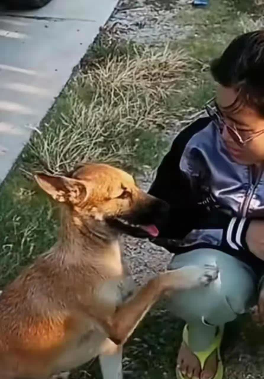 我一回家狗狗都上我我们家狗老是上我怎么办