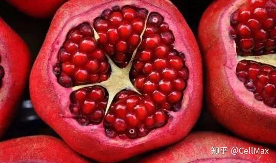 DOI文，探索数字化文献的奥秘