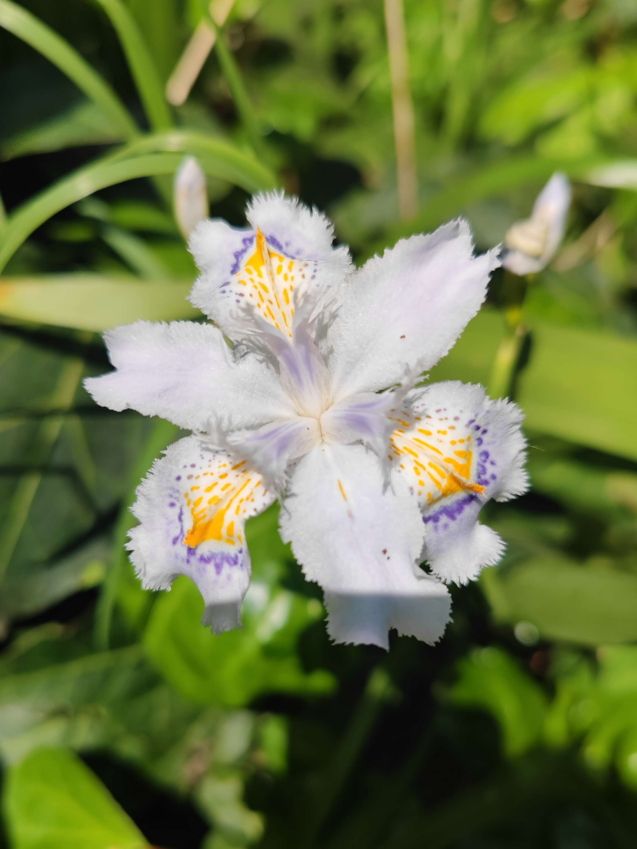 花蝴蝶看片日本大全-第2张图片