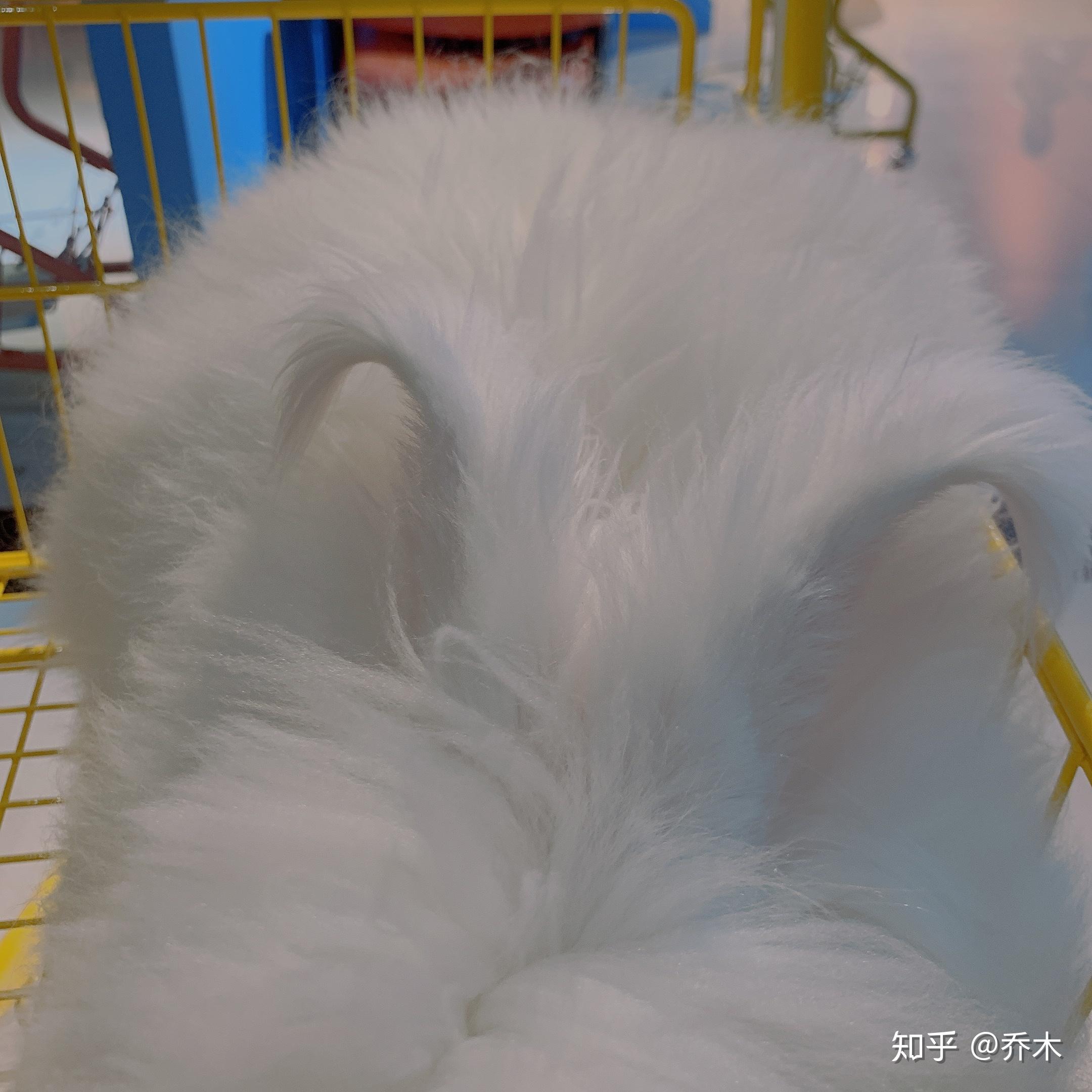 我的兔子好软，视频网页下载体验满分-第2张图片