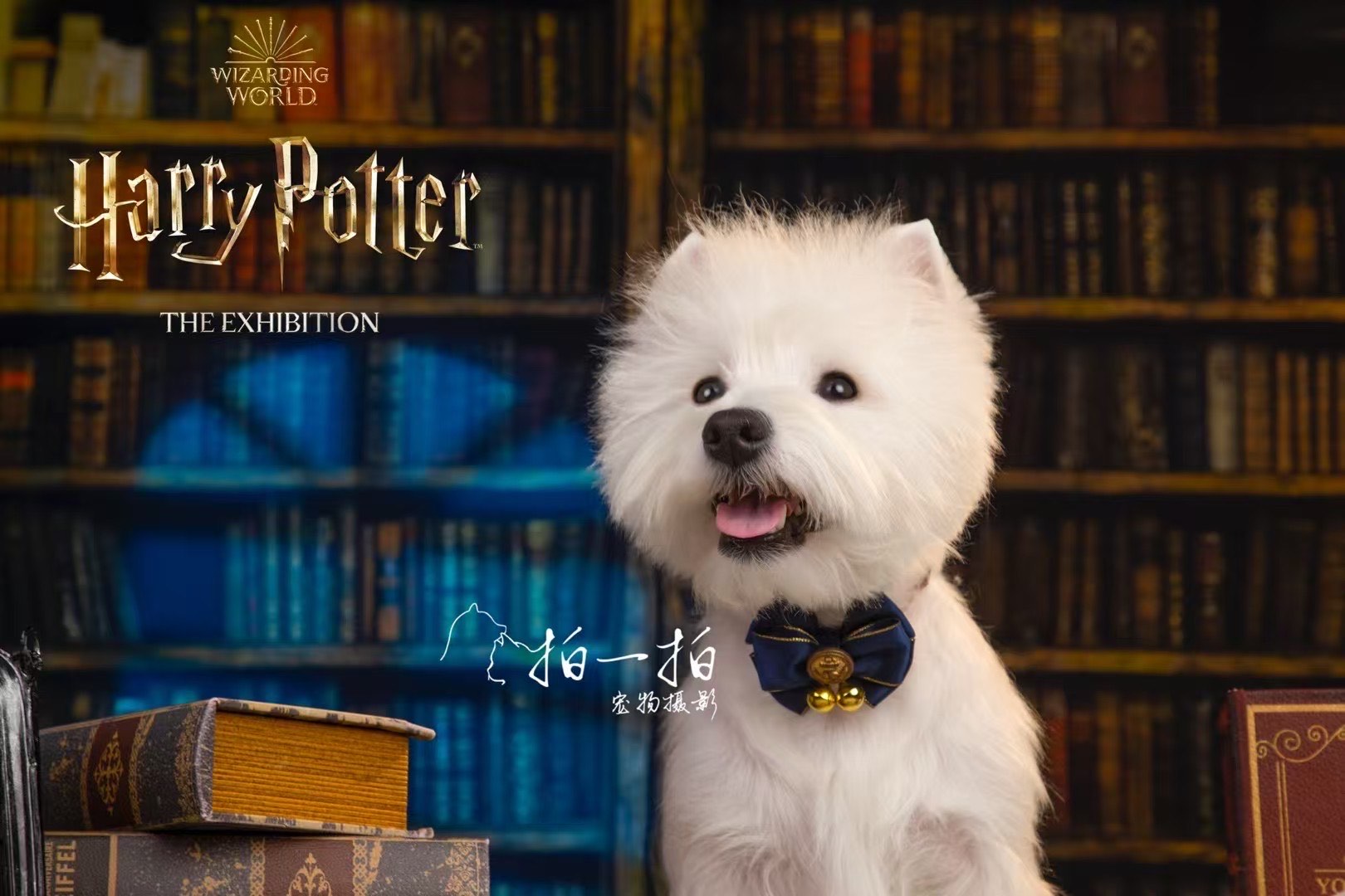宠物精灵宠物精灵，宠物的魔法世界-第3张图片