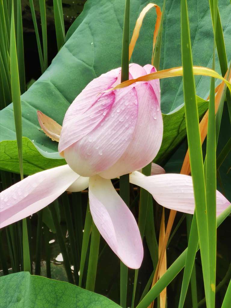 出水芙蓉，美的象征与寓意