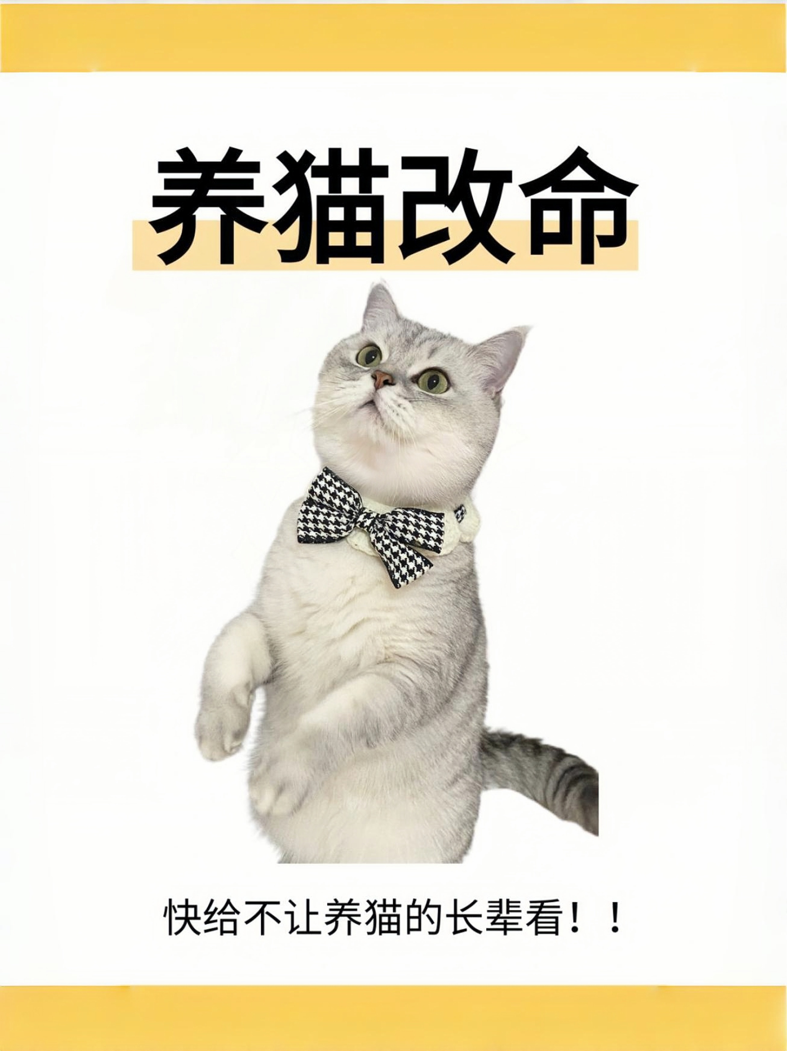 撸撸撸撸撸撸撸撸，探索撸猫世界的奇妙之旅