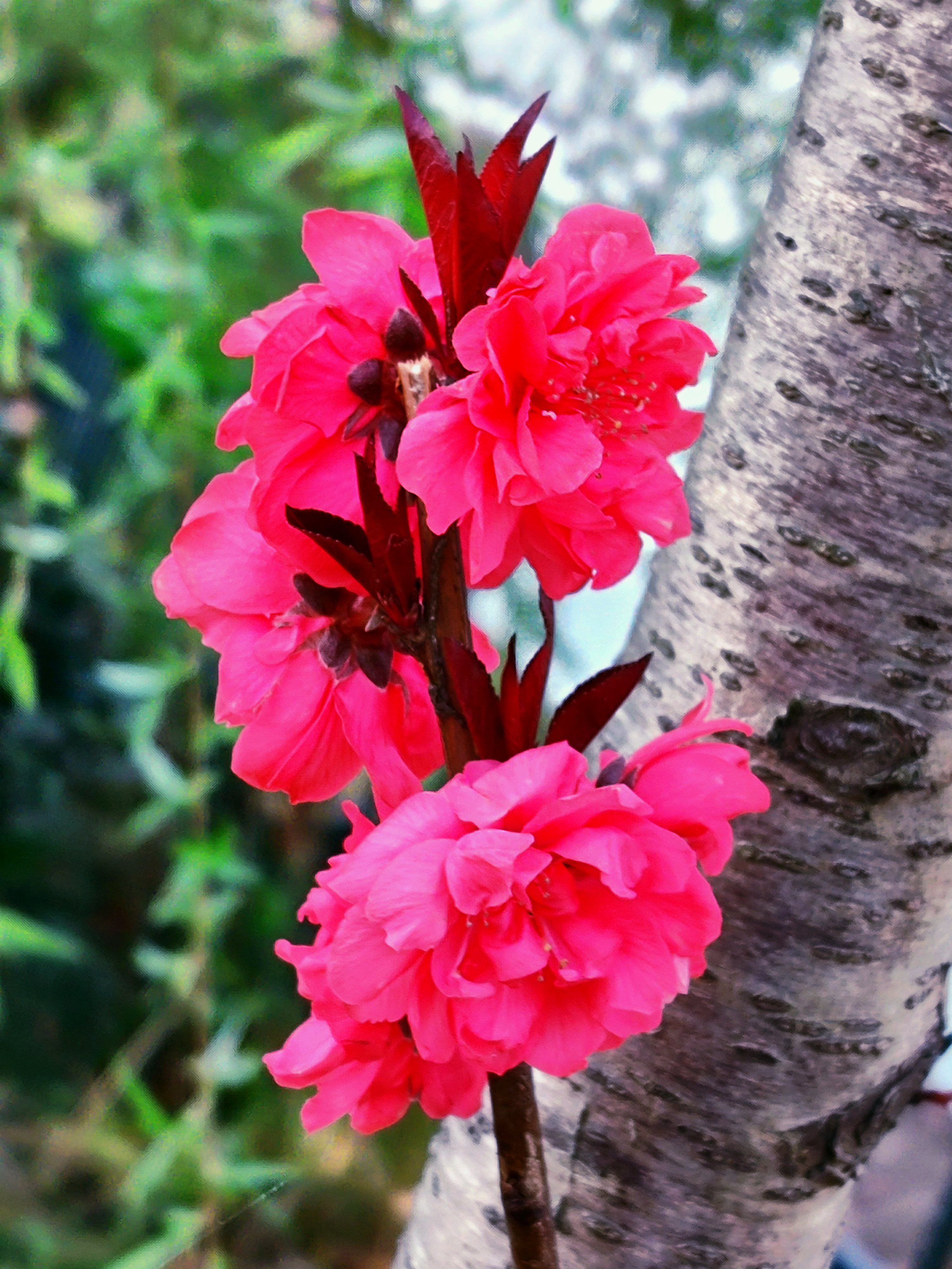 桃花视频桃花视频，探寻美丽与情感的交织
