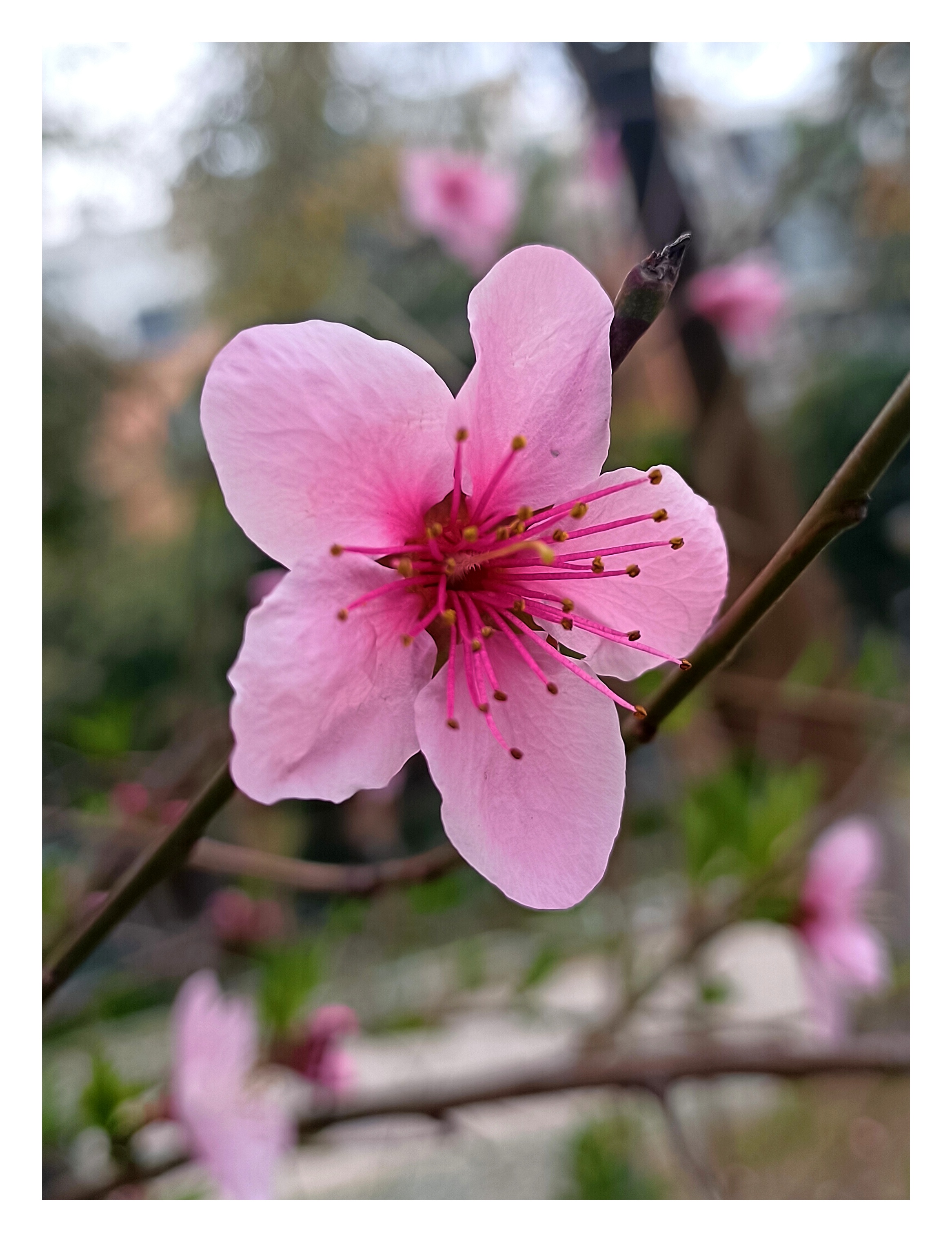 桃花视频桃花视频，探寻美丽与情感的交织-第2张图片