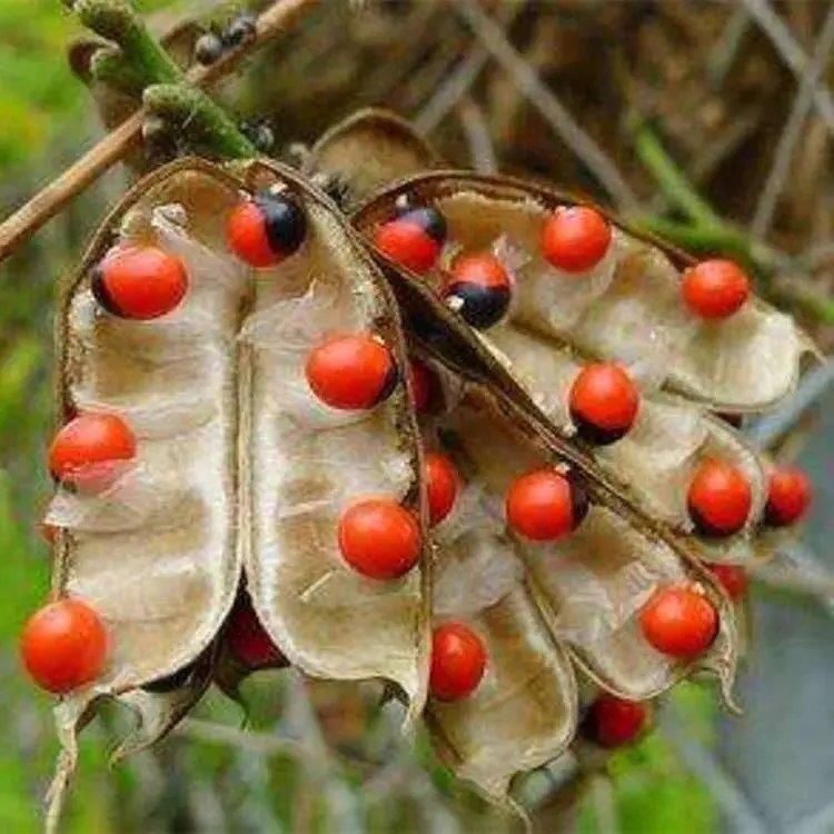红豆豆之想，深藏情意