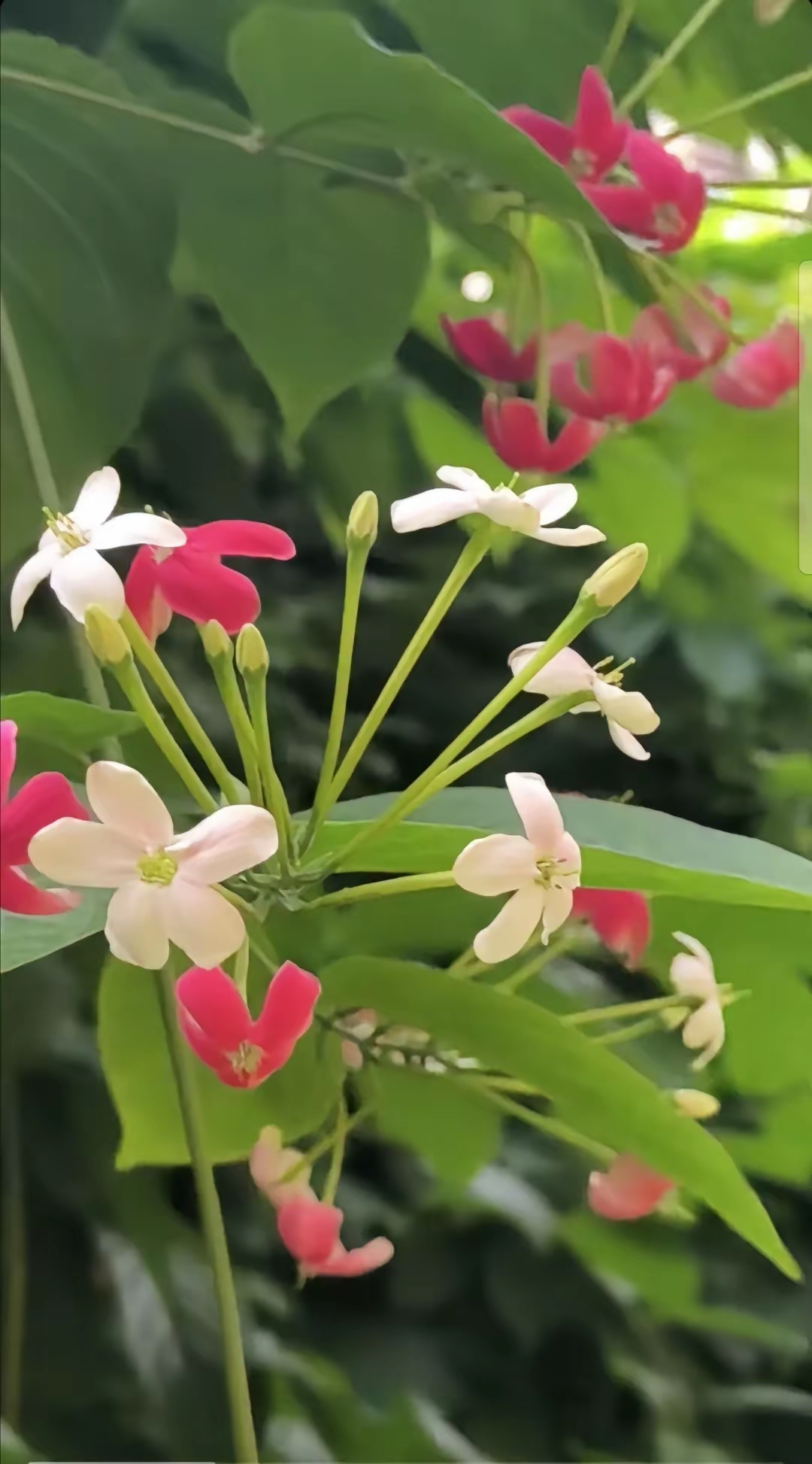 魔法神花魔法神花，神秘世界的瑰宝