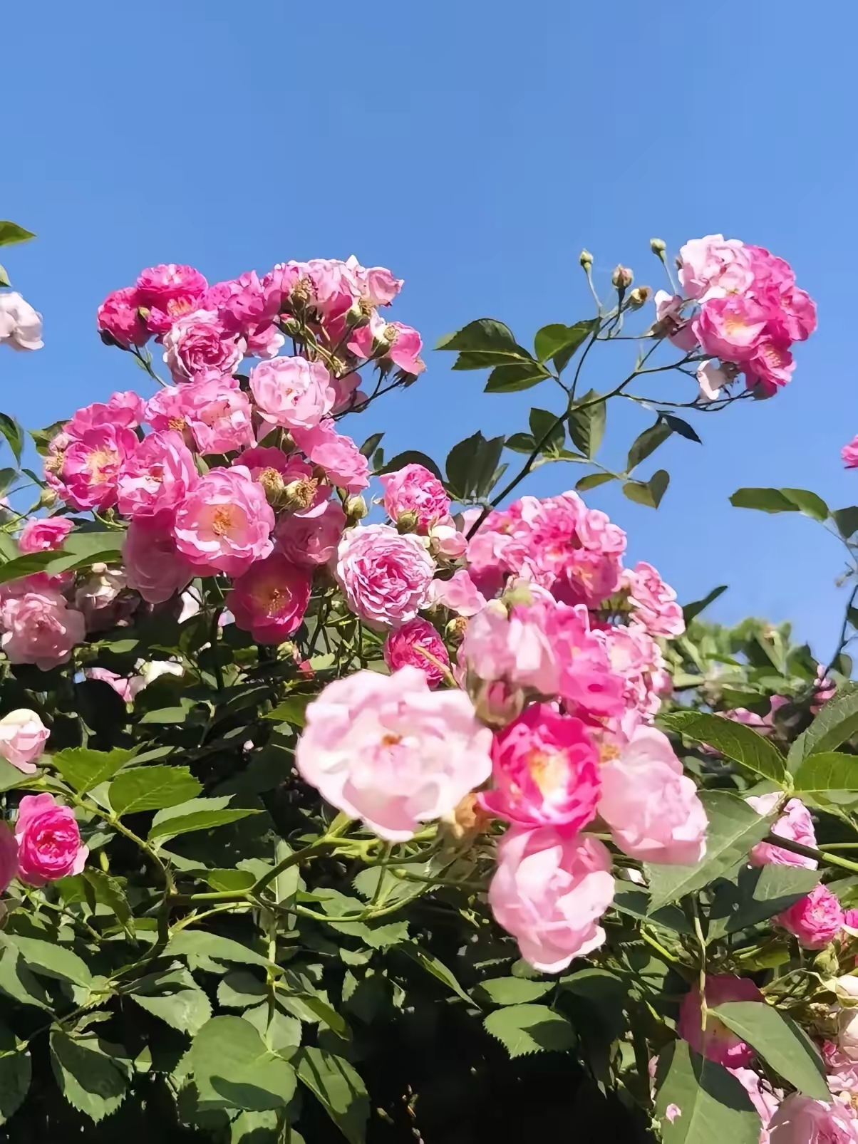 激情五月开心五月深情五月激情五月，开心五月，深情五月