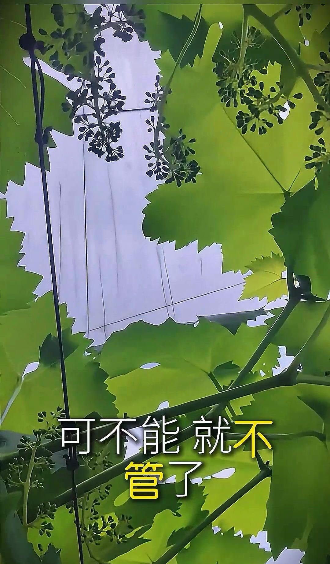 对着镜子把葡萄一粒粒对着镜子把葡萄一粒粒-第2张图片