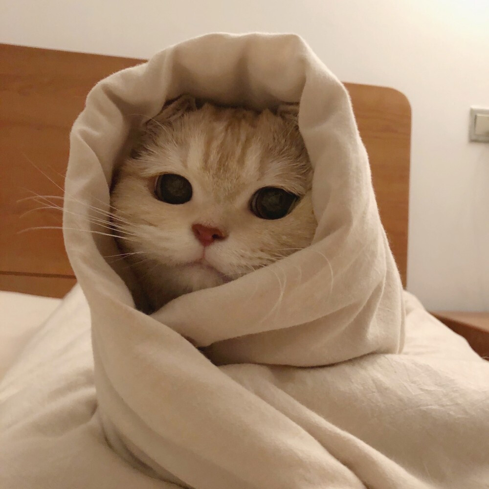 猫猫网名昵称猫猫网，宠物爱好者的乐园