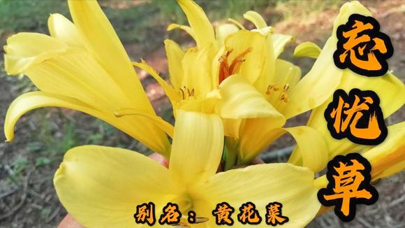 忘忧草视频在线观看影院网站忘忧草视频在线观看影院