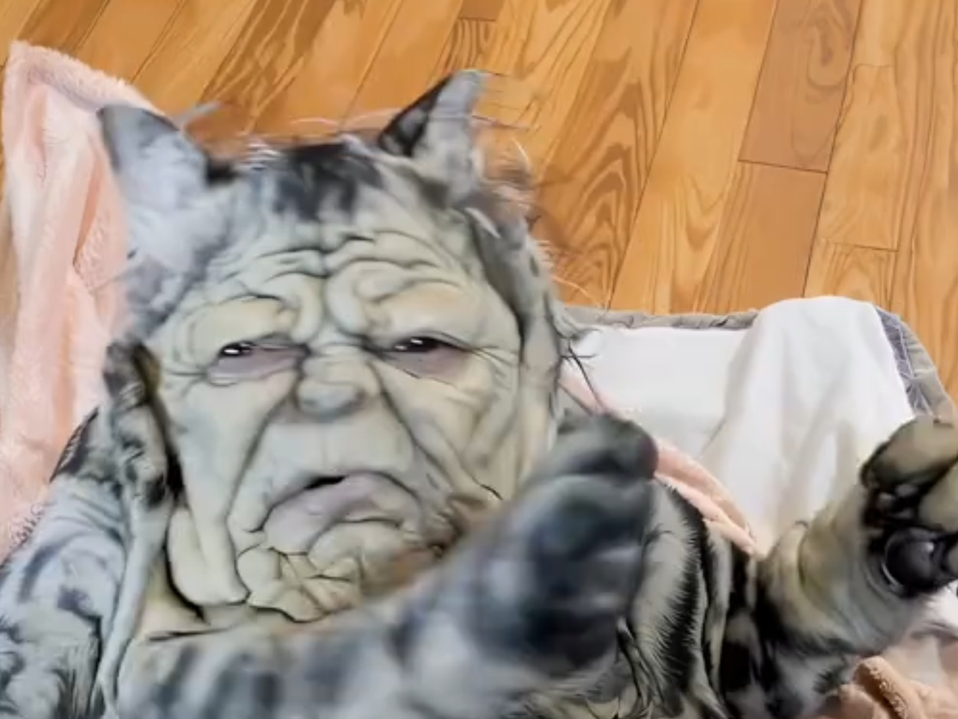 柚子猫，生活中的小精灵