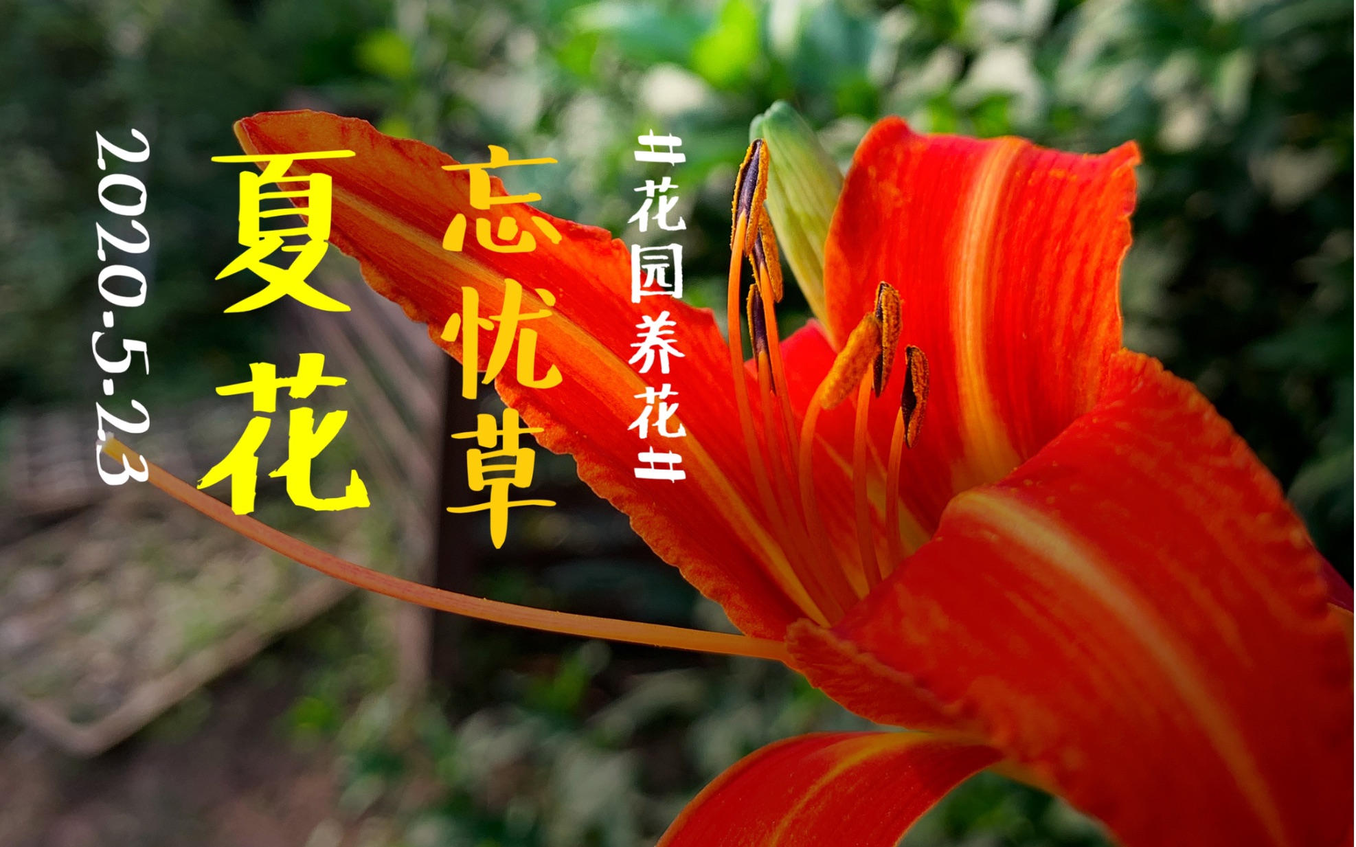忘忧草在线播放www中国忘忧草在线播放，中国之韵