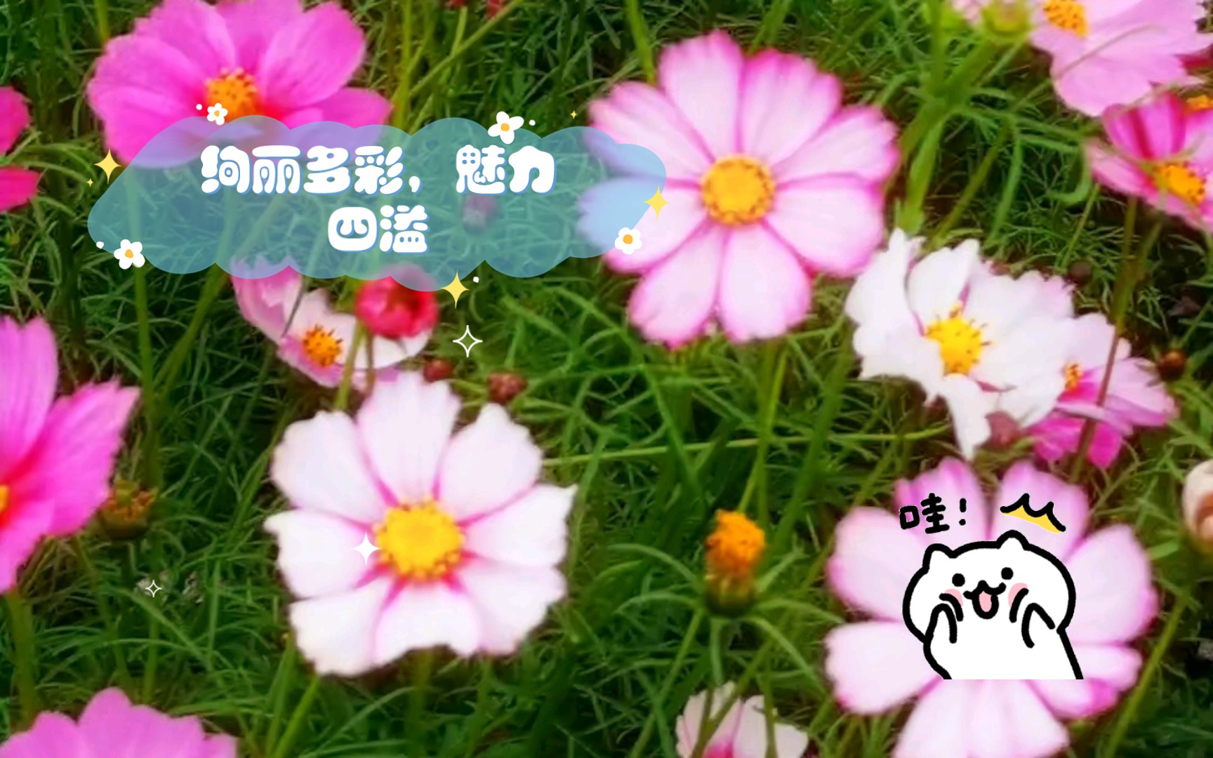 天美MV董小宛，璀璨明珠，魅力四溢-第2张图片