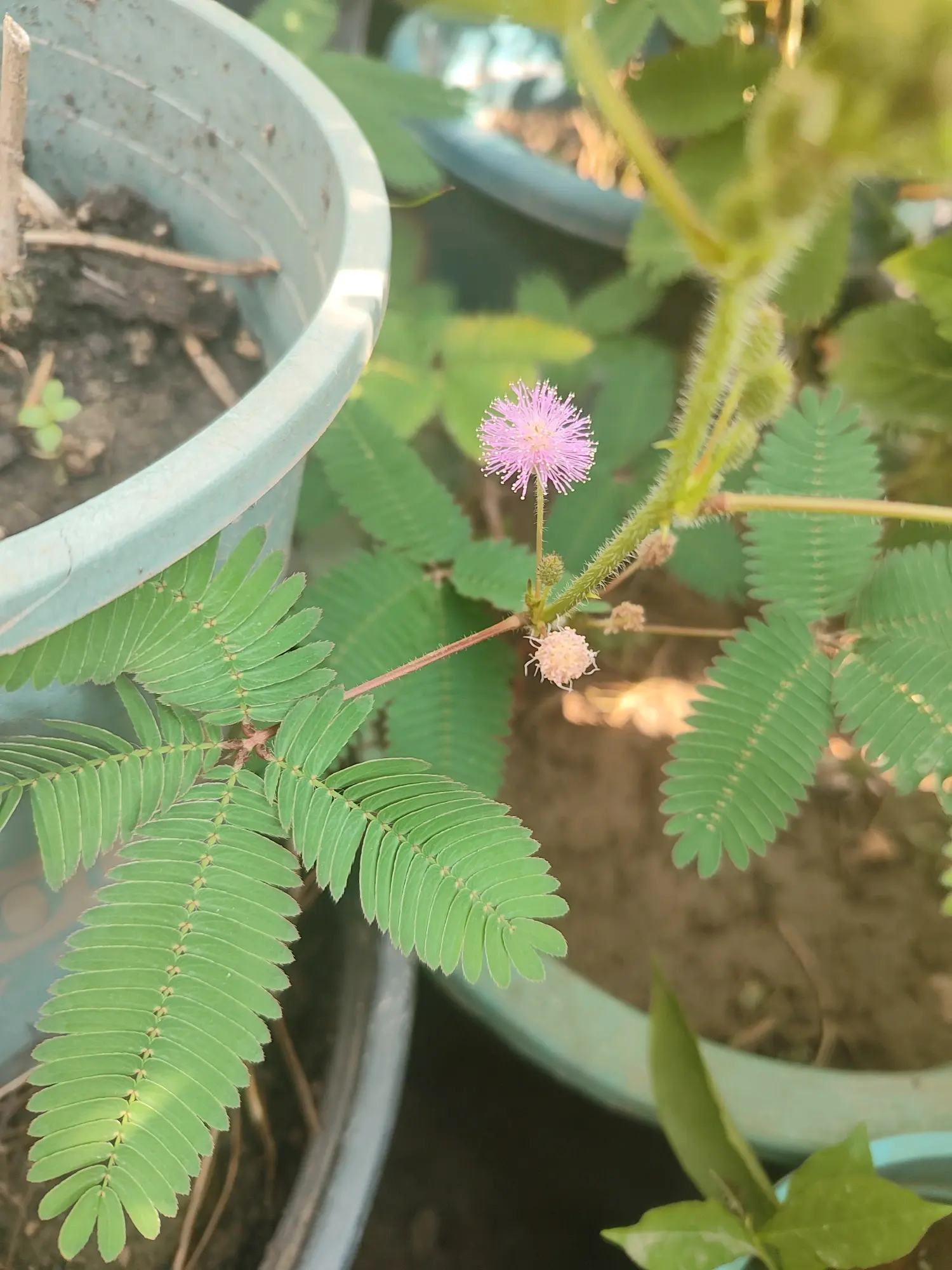 含羞草实验研所入费网站直接进入欢迎含羞草实验研究所入口免费网站直接进-第2张图片