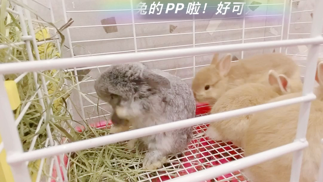 男朋友咬小兔兔时怎么回应他男朋友咬小兔兔时，如何回应他-第2张图片