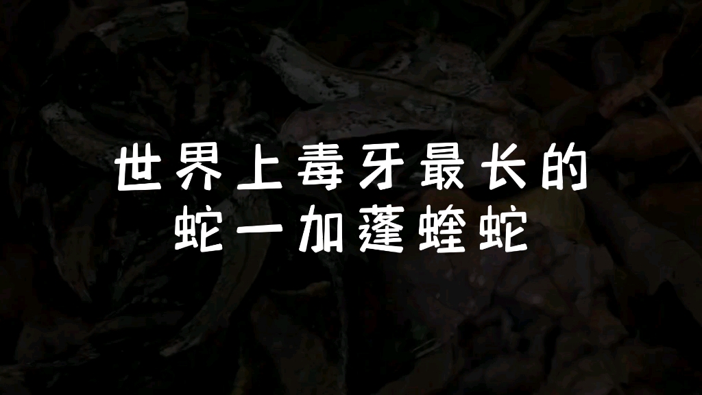 毒牙杀机毒牙杀机，暗藏的危险